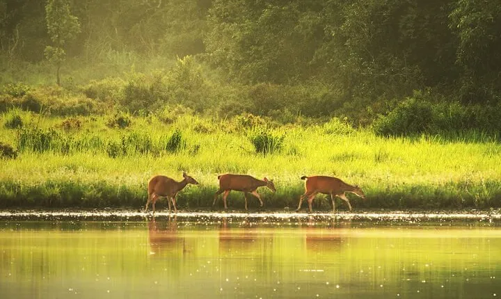  10 Hours Private Hiking in Khao Yai National Park From Bangkok