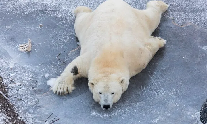 From Rovaniemi: Family Friendly Visit to Ranua Wildlife Park