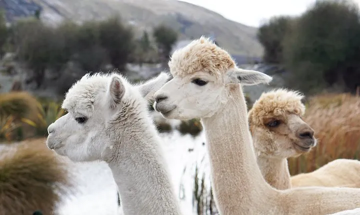 Lake Tekapo Farm Tours