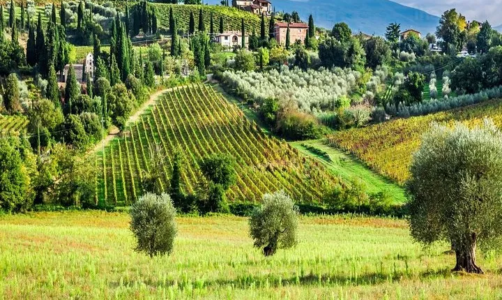 Truffle and Brunello Sommelier Vip Experience in Tuscany Lands from Florence