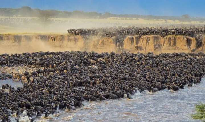 5 Days Mara River Crossing Wildebeest Migration in Serengeti