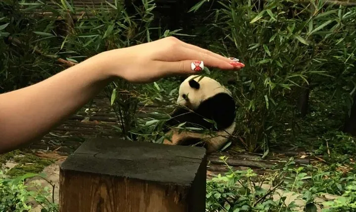 Chengdu Private Day of City Highlights and Panda Experience
