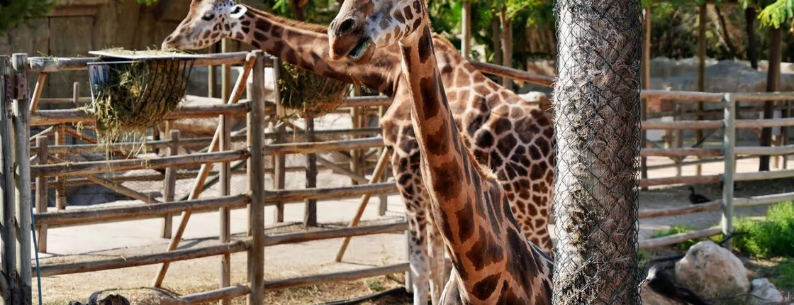 Terra Natura Theme Park in Murcia Entrance Ticket
