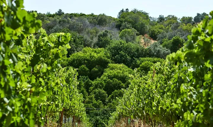 Wine Tasting Tour in Algarve Winery 