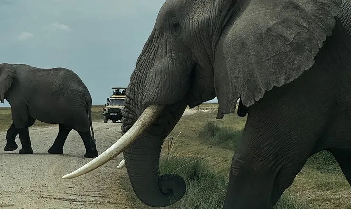 3 Day Private Tour in Maasai Mara with Lodge Luxury with Jeep