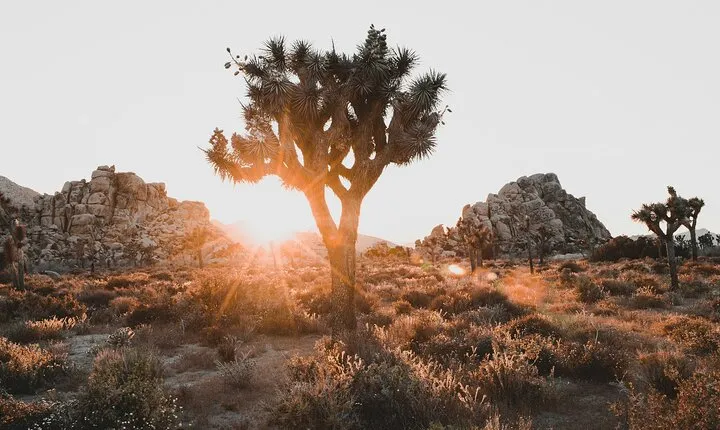 Joshua Tree Half Day Private Sunrise Hike