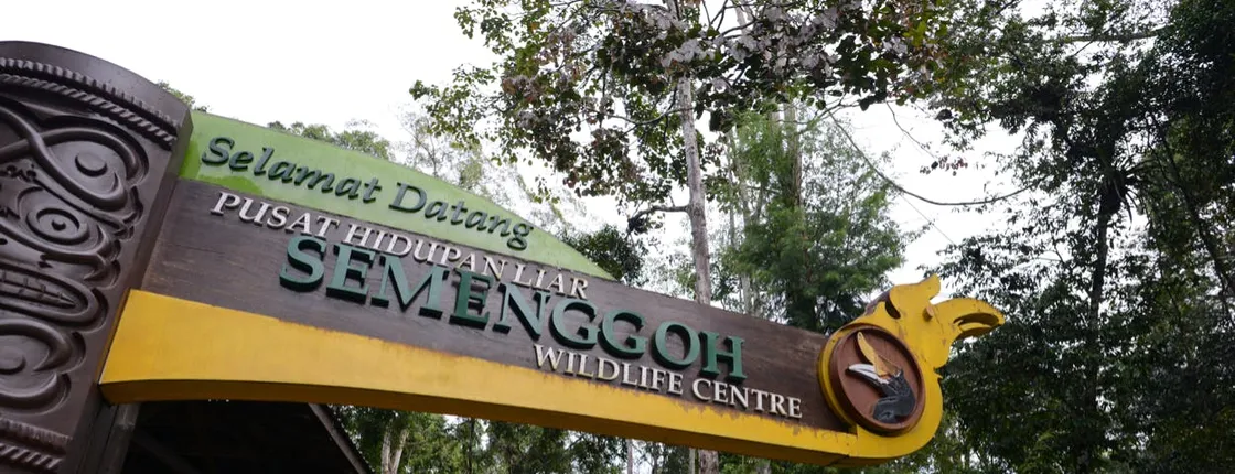 Semenggoh wildlife center half-day tour from Kuching