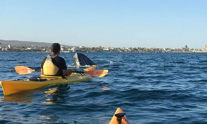 2 Hours of Kayak Safari in Bahía de La Paz