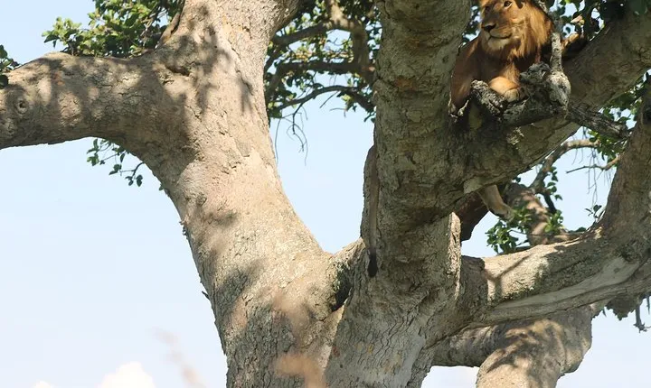 3-Day Queen Elizabeth and Chimpanzees-Join a Group!