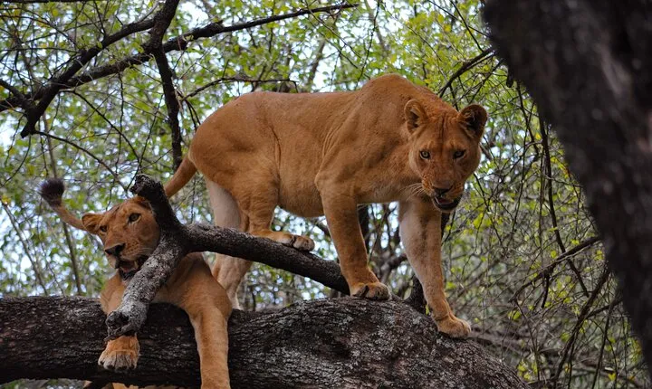 2-Day Sublime Safari to Tarangire and Ngorongoro Safari