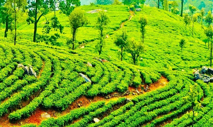 Tea Plucking and Tea Factory Visit from Nuwara Eliya