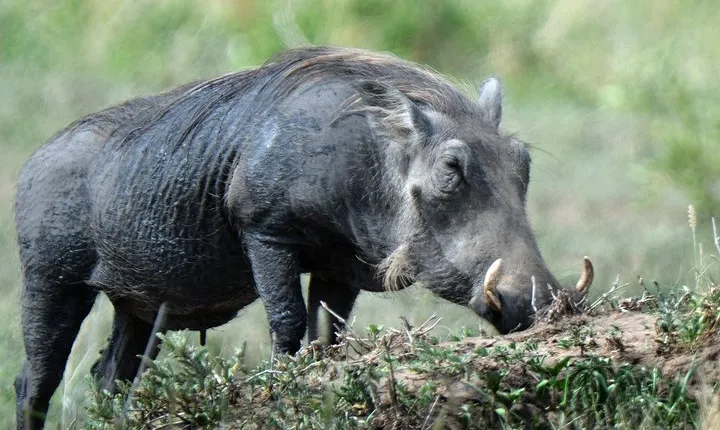 5 Days Tanzania Camping Safari