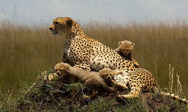 3 Days Maasai Mara Guided Safari on 4x4 Land Cruiser from Nairobi