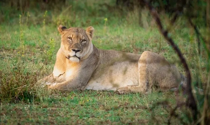 Half-day Safari Experience in Dinokeng