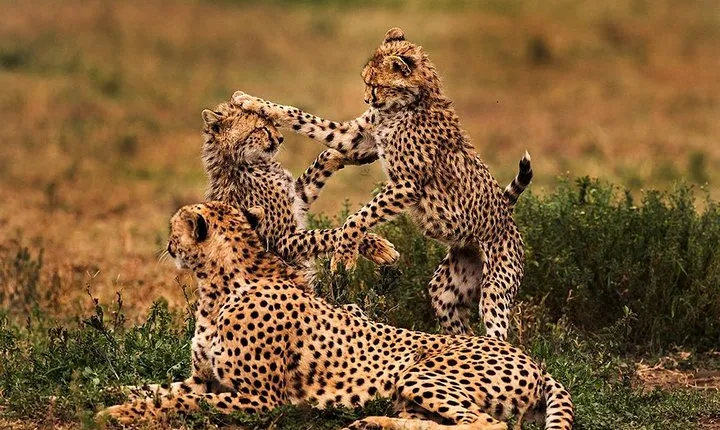 Tarangire National Park Day Trip From Arusha