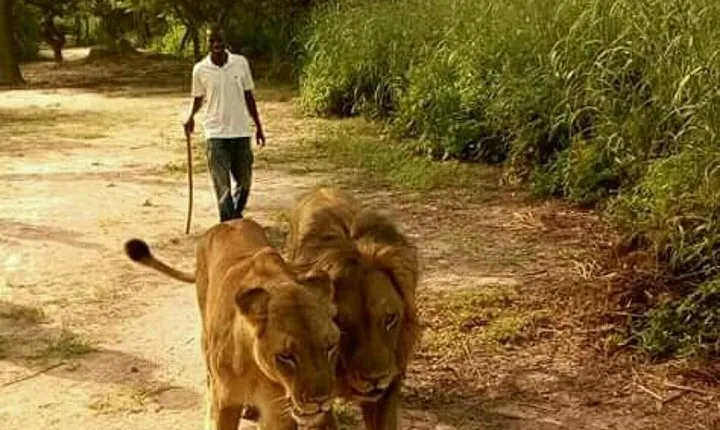 Walking with the Lions in Fathala Reserve