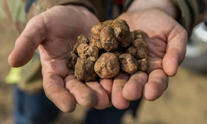 Truffle hunting experience with lunch and Chianti wine tasting