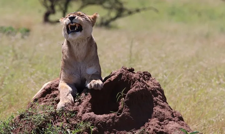 2 Day Tanzania Safari Tarangire and Ngorongoro Crater Adventure