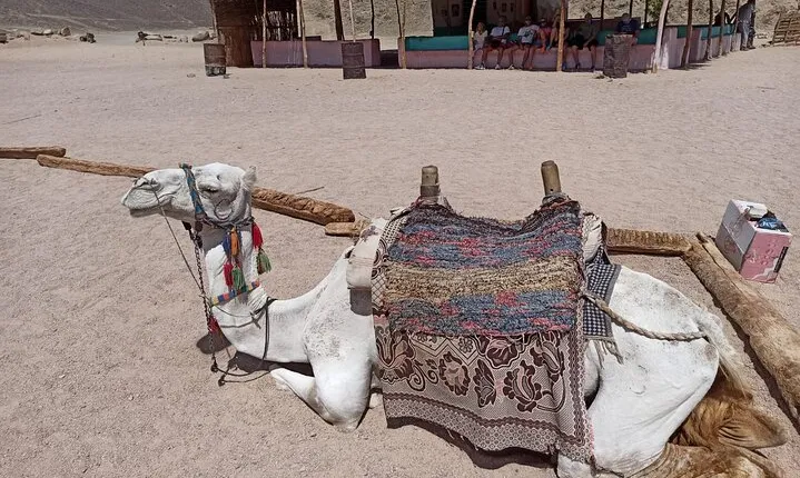 Full-Day Desert Safari in Hurghada with Dinner and Camel ride