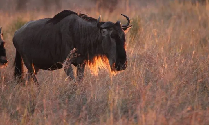 Day Trip To Lake Manyara National Park