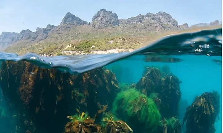 Animal Ocean Safaris