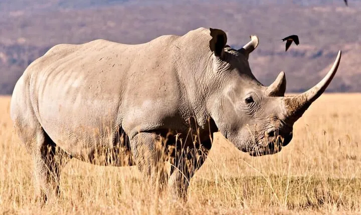 Full Day Isimangaliso Wetlands Park Tour From Durban