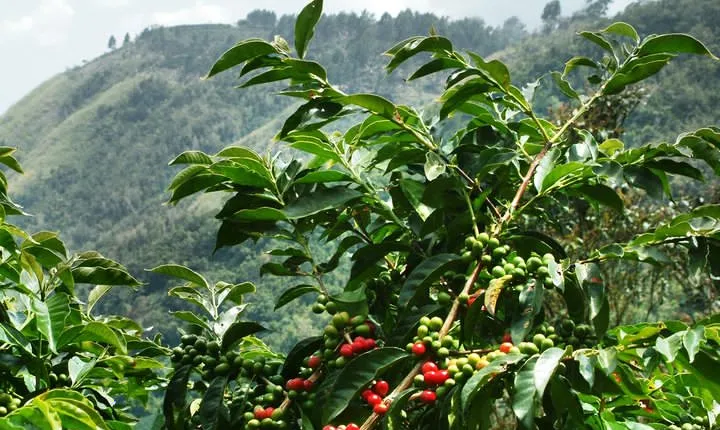 Blue Mountain Coffee and Sightseeing Tour