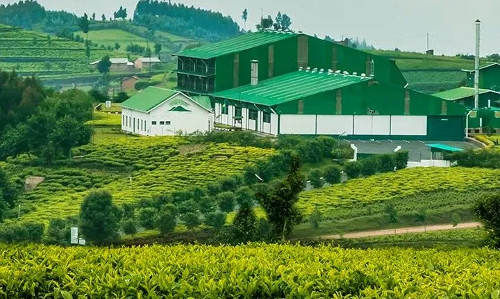 Darjeeling Tea Garden Tour