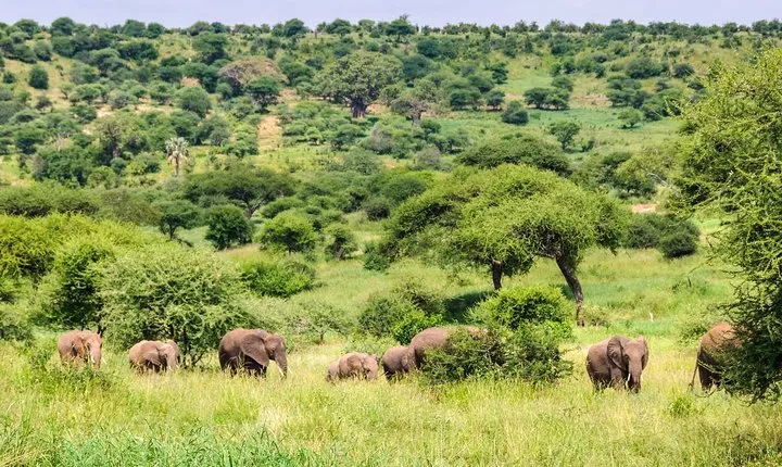 3 Days Tarangire National park Wildlife Safari