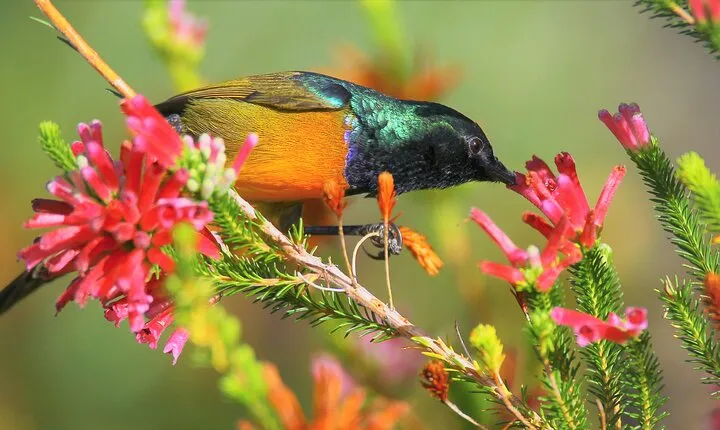 Hermanus & Overberg Birding
