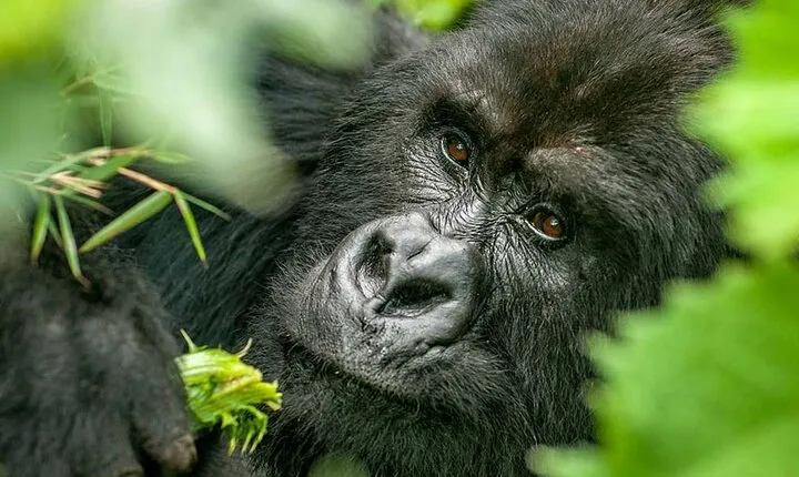 2 Day Gorilla Trekking and Dian Fossey Museum