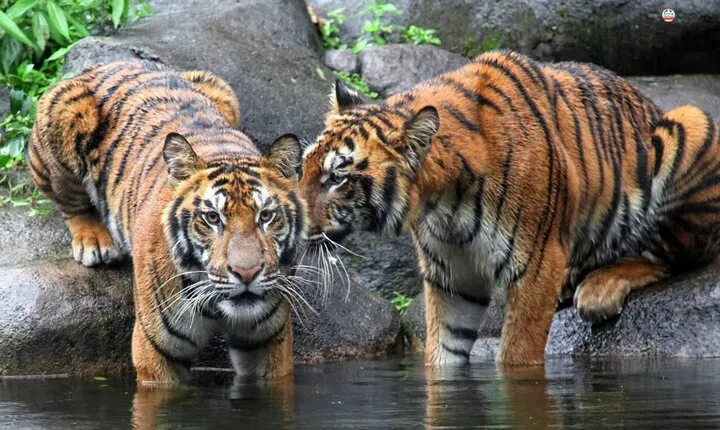 8 Days Golden Triangle Tour with Jim Corbett National Park