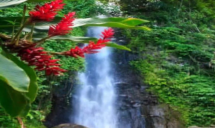 Dark View Falls Tour with Trubb Taxi Tours SVG