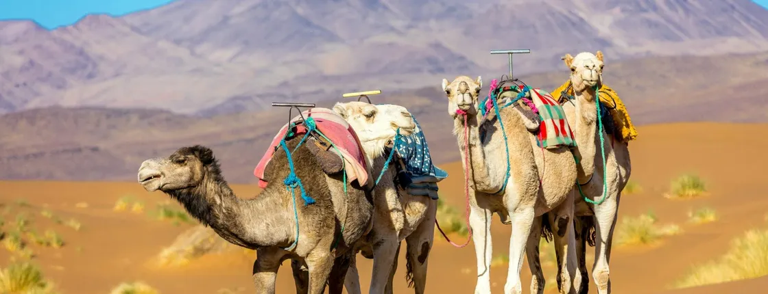 Two-day private desert tour from Marrakech to Zagora with overnight Bedouin camp stay