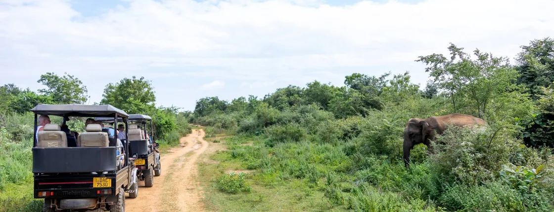 Udawalawe National Park safari, Ella and Nuwara Eliya two-day tour