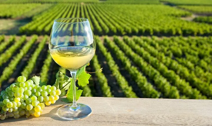 Loire Valley Wine Half Day Tour in Vouvray