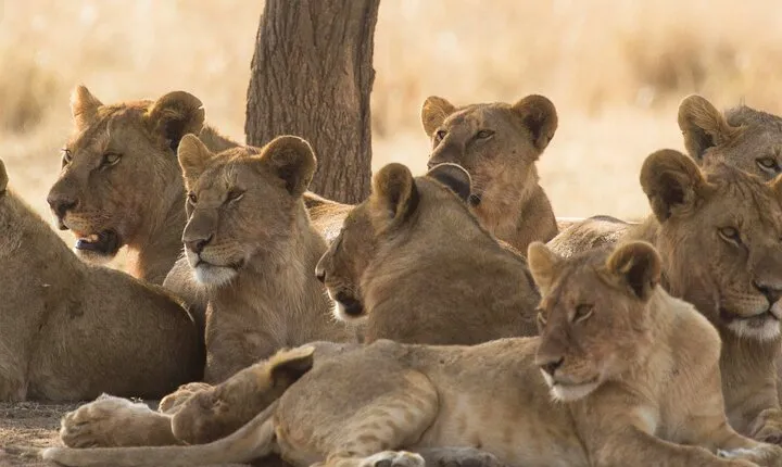 The Trifecta Lake Manyara Tarangire and Ngorongoro Crater