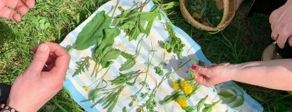 Wild plant foraging guided walk in Bad Kreuznach