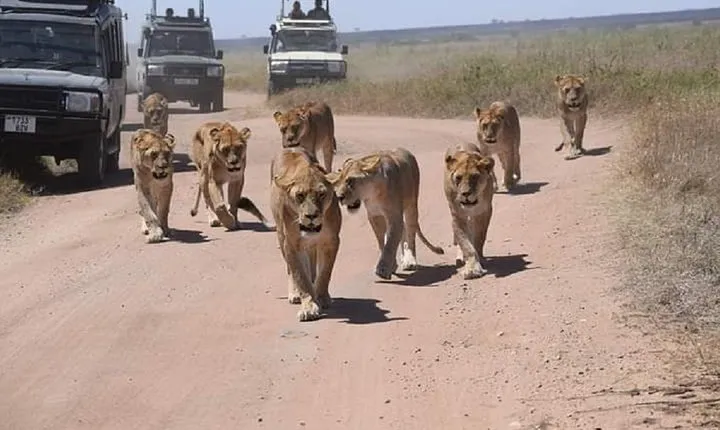 5 days serengeti, ngorongoro, tarangire & manyara lodge tour