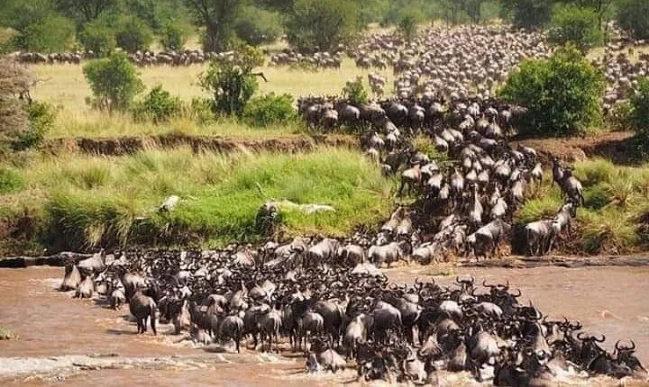 Wildebeest migration at Masai Mara
