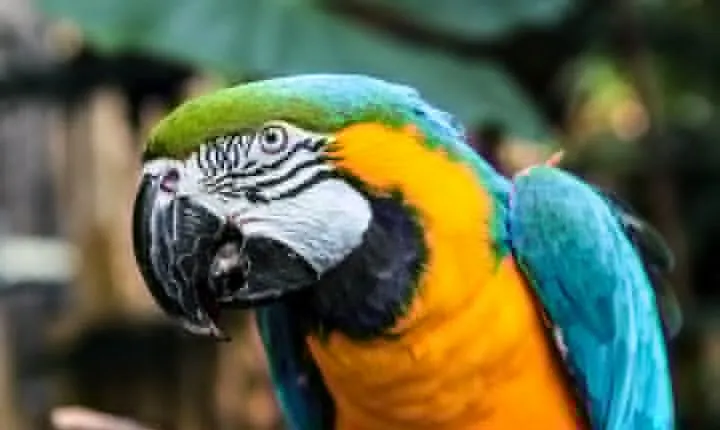 Bloedel Conservatory Admission Ticket