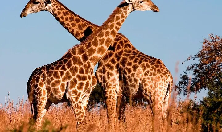 Nairobi National Park Tour