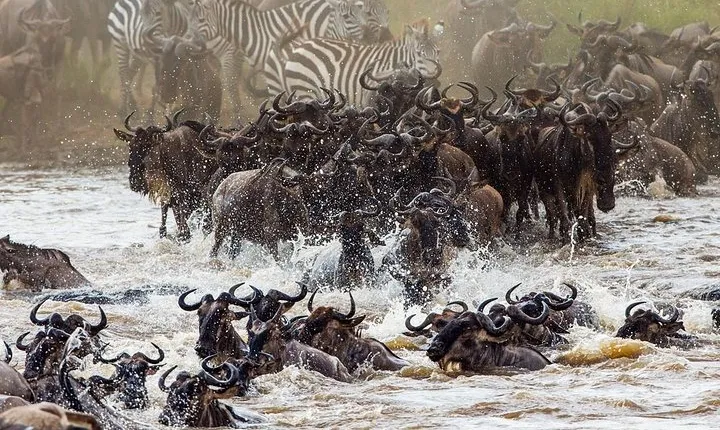 Great Migration Adventure