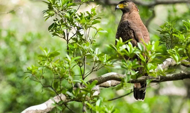 Wildlife Tour Covering Birds and Mammals (6 Days)