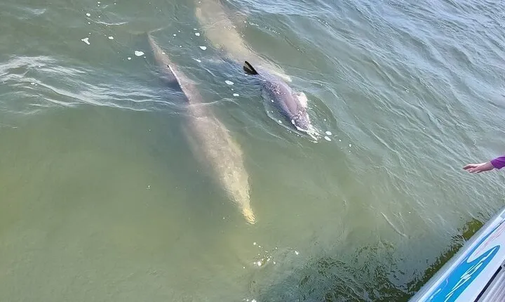 Swimming in a Dolphin and Manatee Lagoon Boat Tour