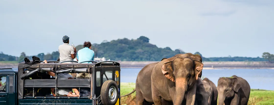 Yala National Park full-day safari from Colombo