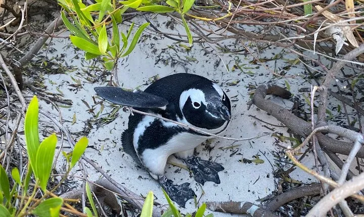 Private Boulder Beach Penguins and Table Mountain Half-Day Tour
