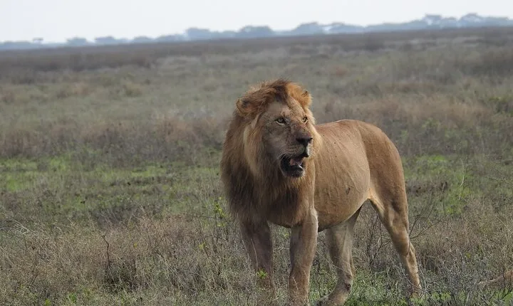 4 Days Best Budget Tanzania Camping Safaris