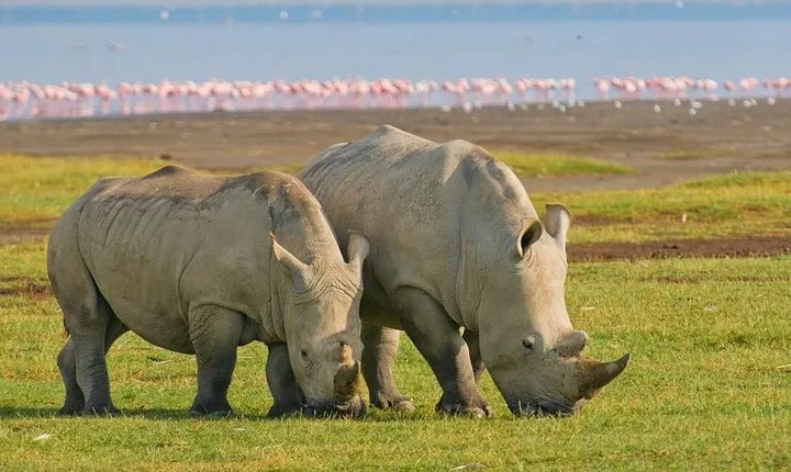 4 Days Masai Mara Lake Nakuru Jeep Safari