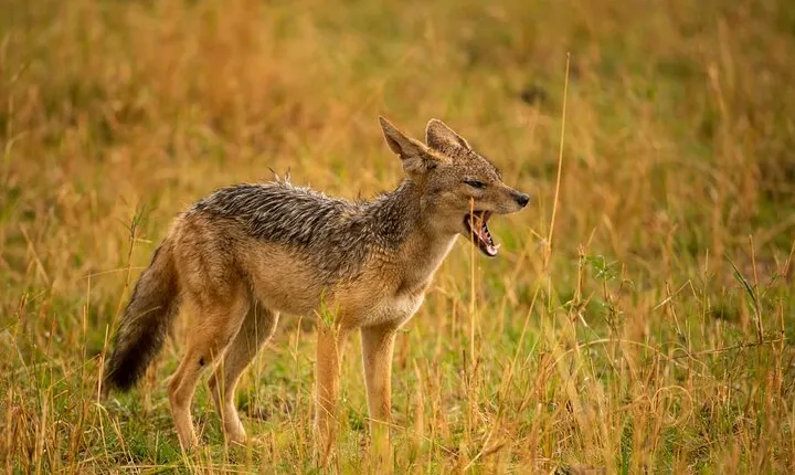 5-Day Budget Camping Private tour with 2 nights in Serengeti